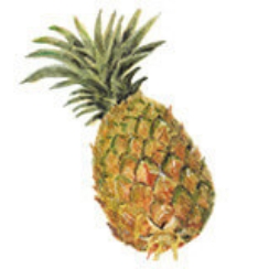 �p�C�i�b�v��