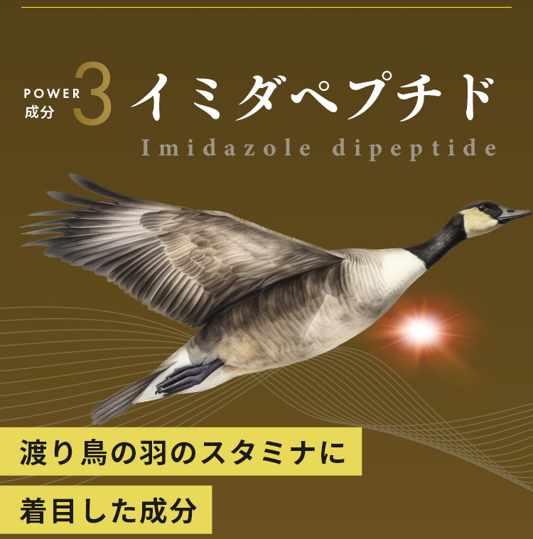 POWER成分3 イミダペプチド。渡り鳥の羽のスタミナに着目した成分